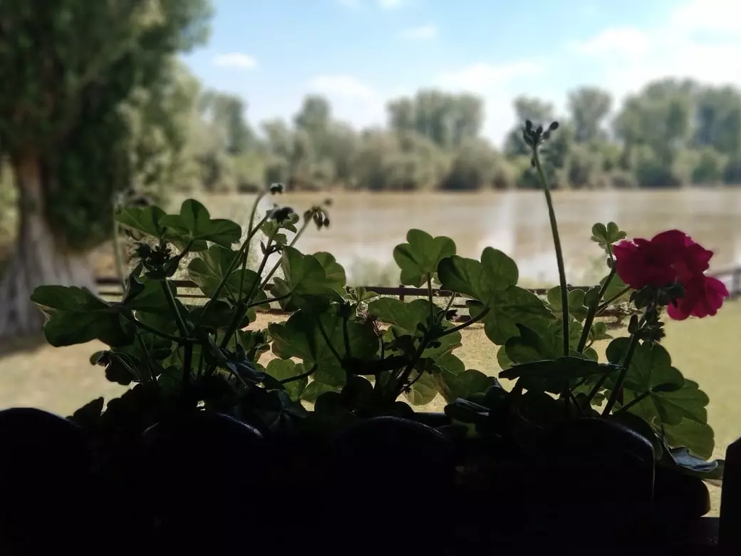 Flower on a terrace